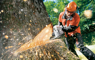 Emergency Tree Service Kansas City Missouri