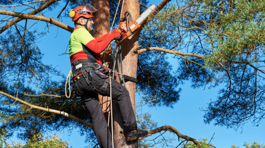 tree services in blue springs mo