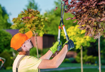 tree care services lees summit mo